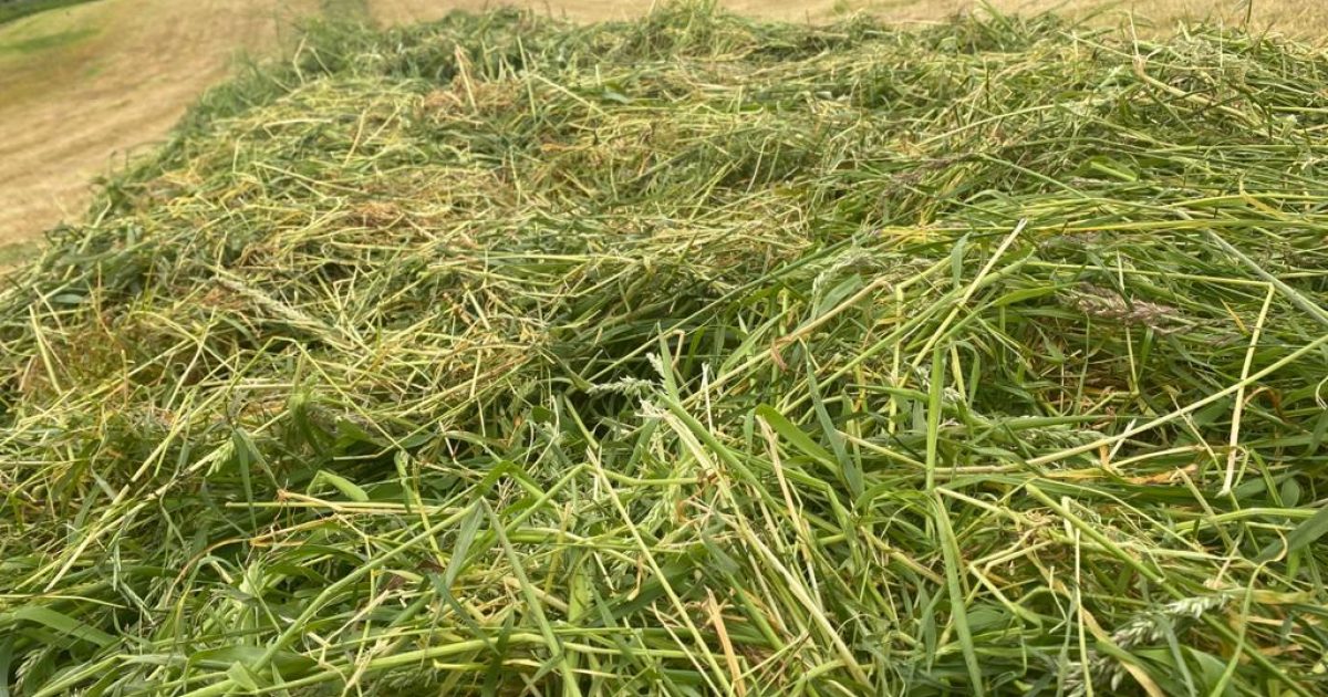 Did first cut silage go to plan? - Specialist Nutrition IE