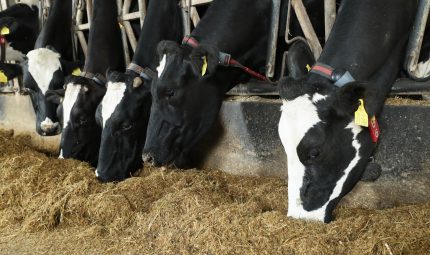 Managing a variation in silage quality