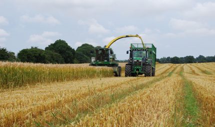 Have you considered using cereal crops as part of your winter ration?