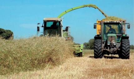 Cash in on cereal crop flexibility