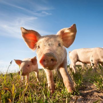 Pig Farming Challenges
