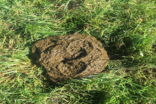 Fig 2 This is what a normal dung should look like