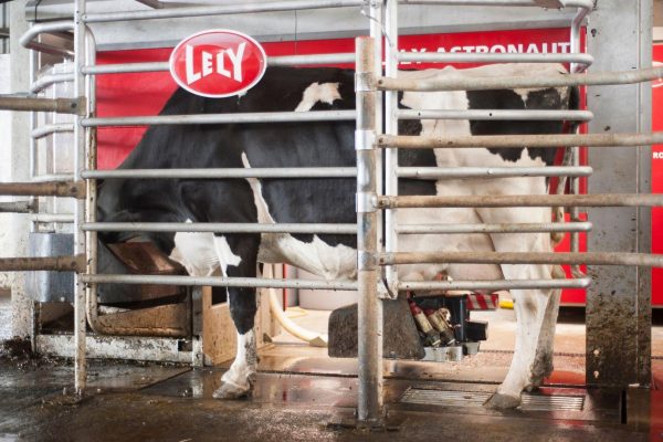 Glucosure is particularly suitable for high performance dairy herds and where there is poor utilisation of energy sources and limited feed intake