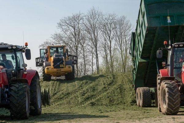 Silage clamps being filled