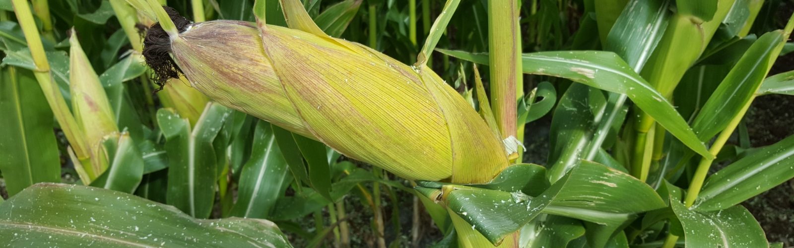 Preparing for Maize harvest