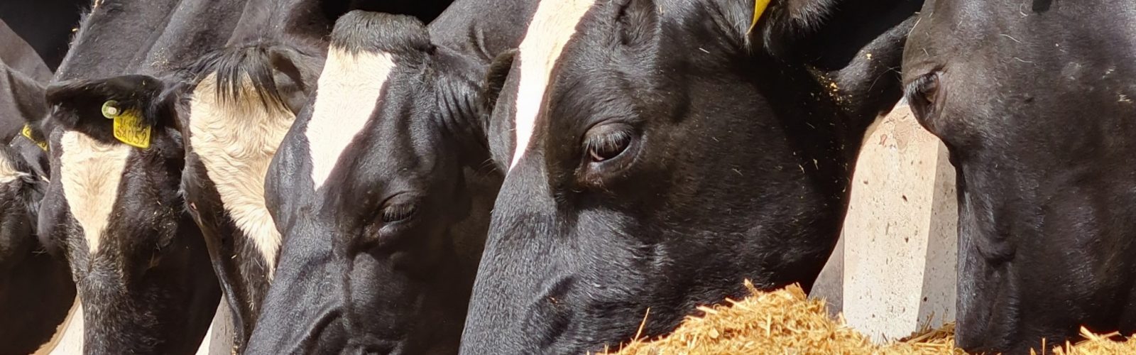 Managing nutrition at all stages of the lactation for maximum herd performance