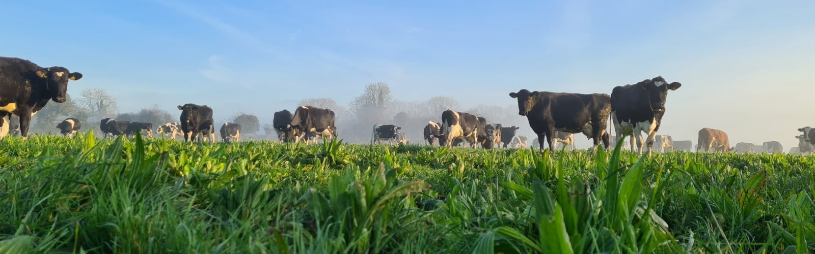 Multi-species Swards: Grow more forage with less fertiliser