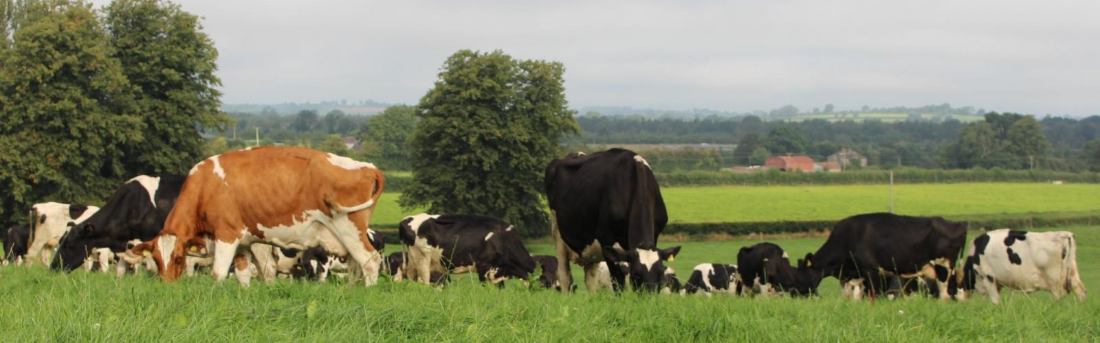 Preparing for grazing and striking the nutritional balance at grass turnout