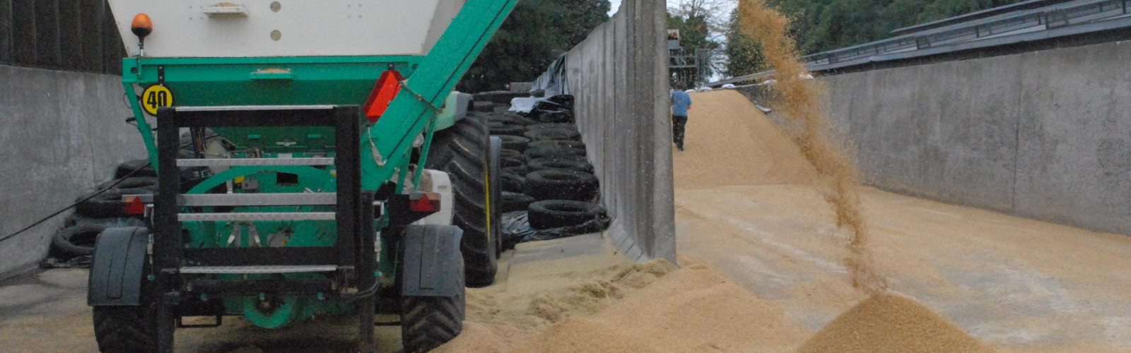 Using Crimp Grain to help offset rising feed costs