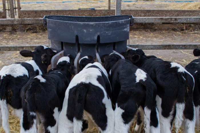 Milkivit  Calf Milk Replacer range