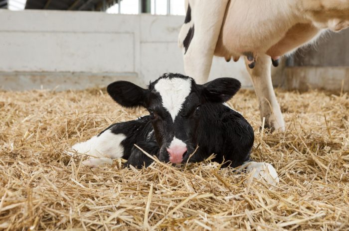 Milkivit  Calf Milk Replacer range