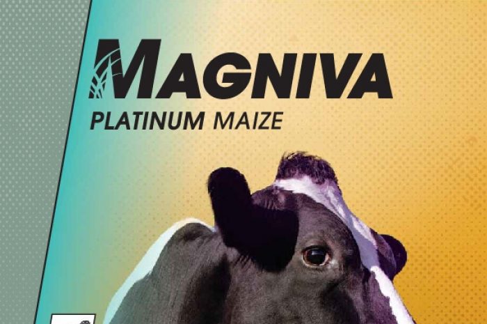 Magniva Platinum Maize