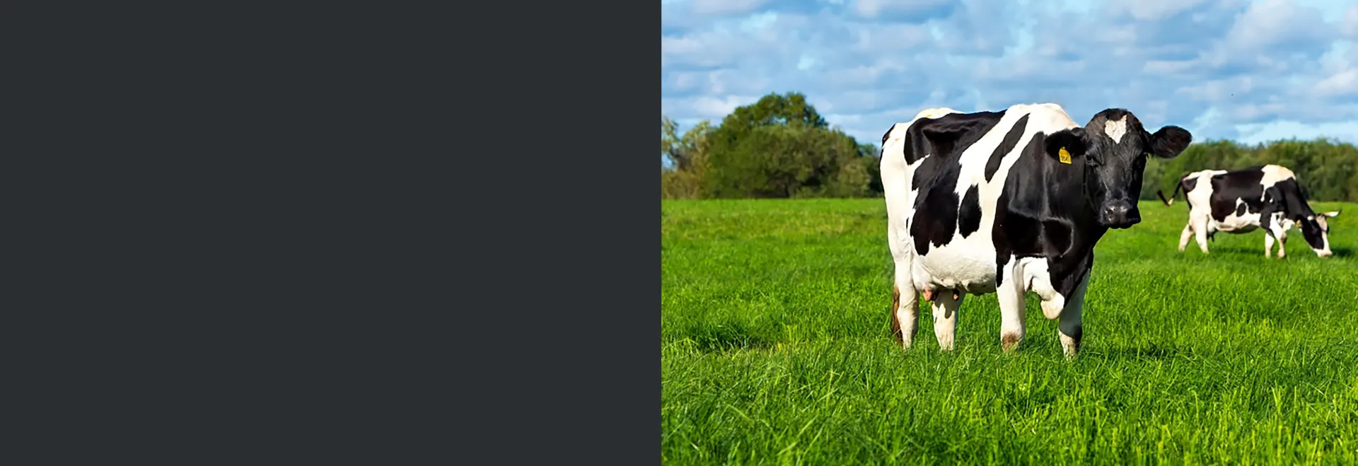 Grass Seed Mixtures: Maximise the Value of Your Grazing