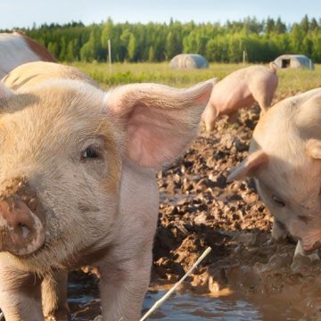 Solutions for Pig farming