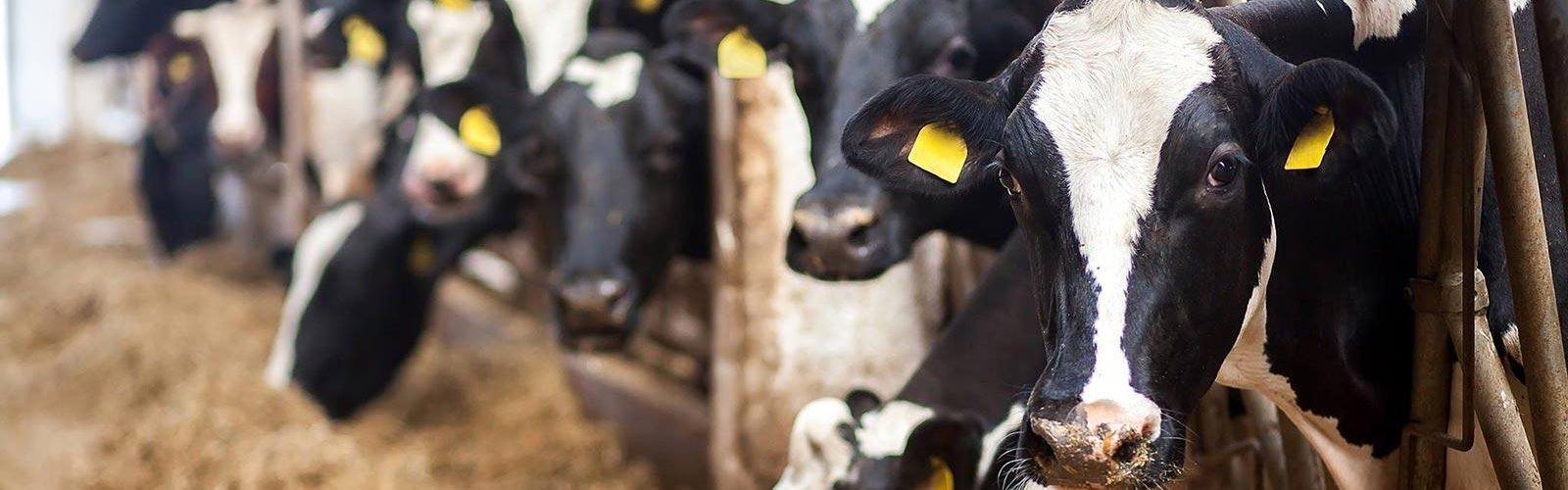 Solutions for Dairy Herds