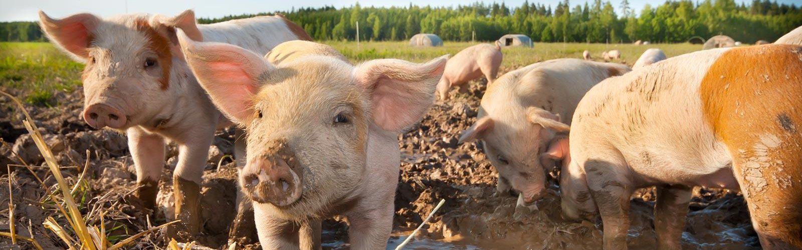 Solutions for Pig farming