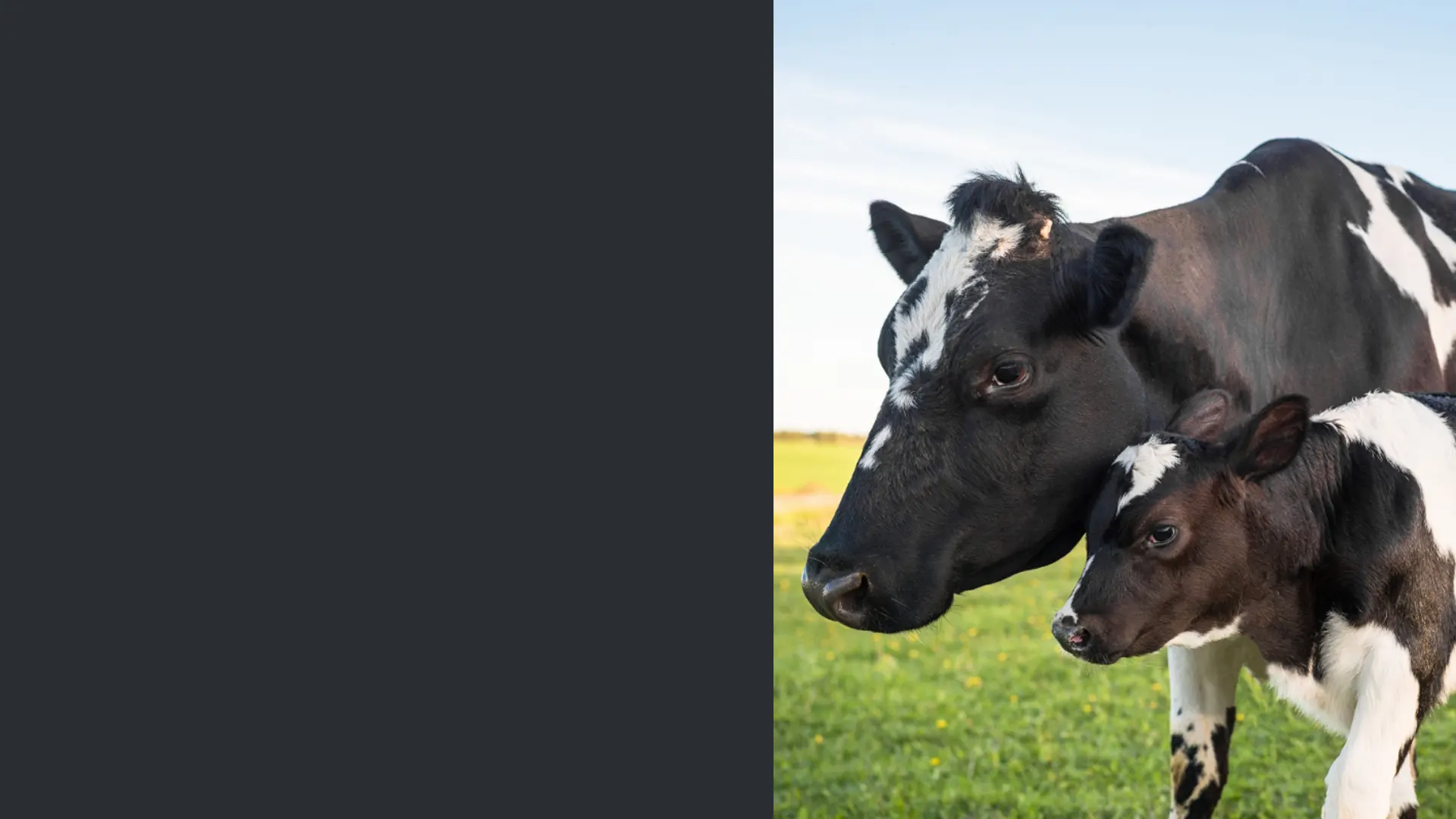 Nurturing Early Transition Cows with Specialist Nutrition Post Calver Minerals