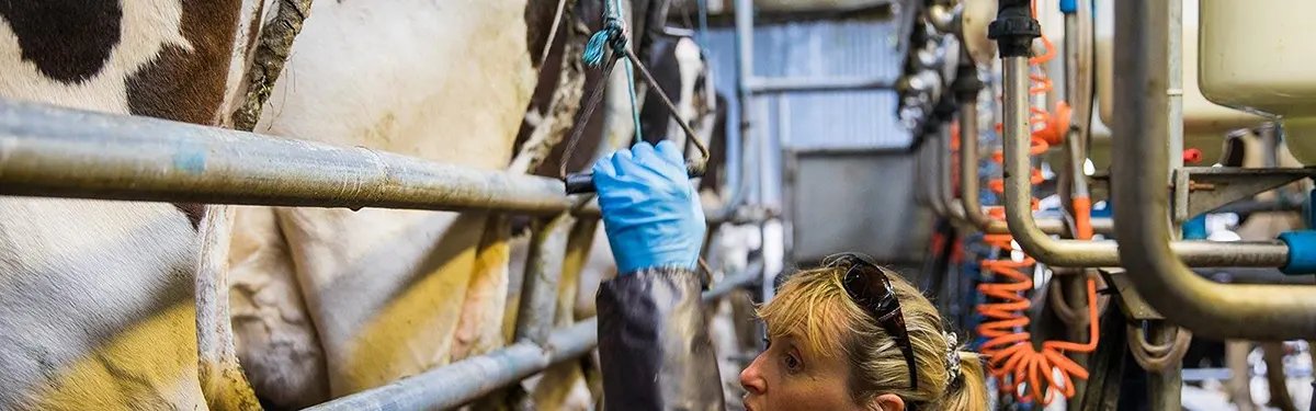 milk yields