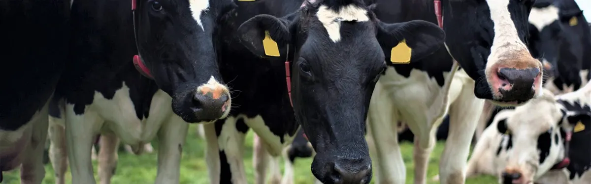 cows late lactation