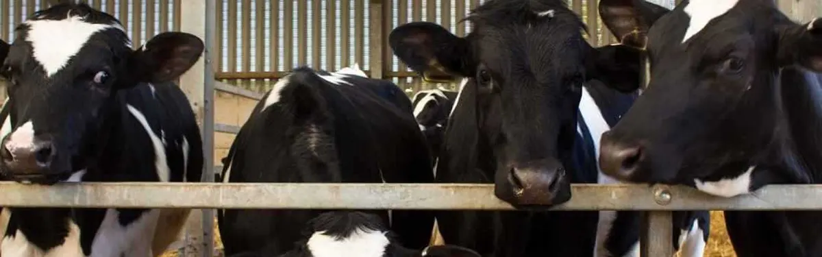 dairy heifers