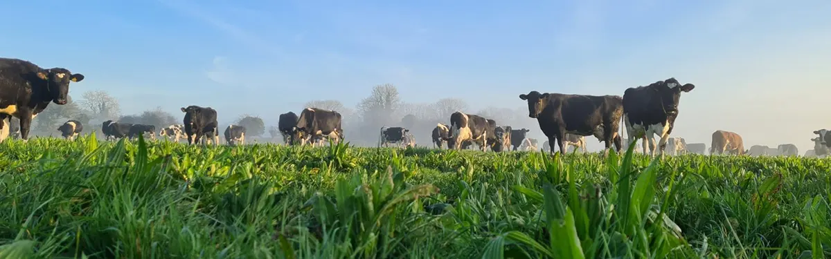 Multispecies dairy cows