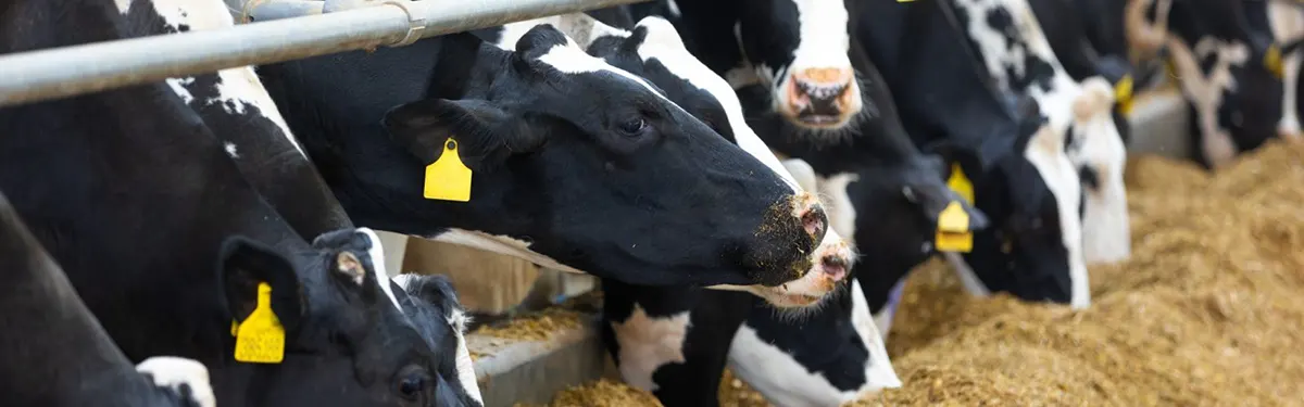 dry cow minerals