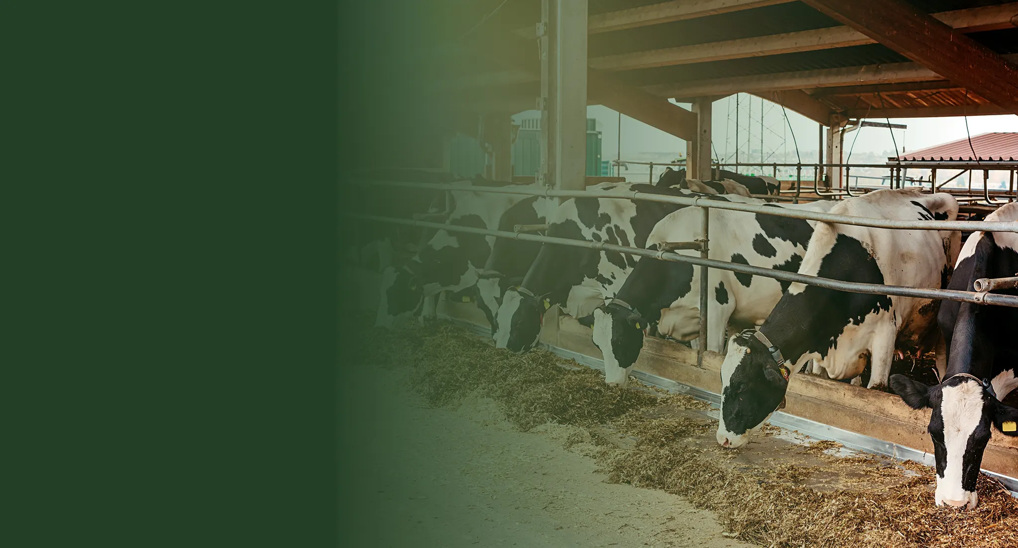 Dairy Nutrition | Increase Milk Yield and Quality to Boost Profitability
