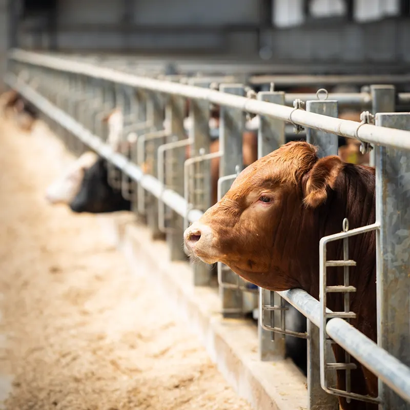 animal Supplements 