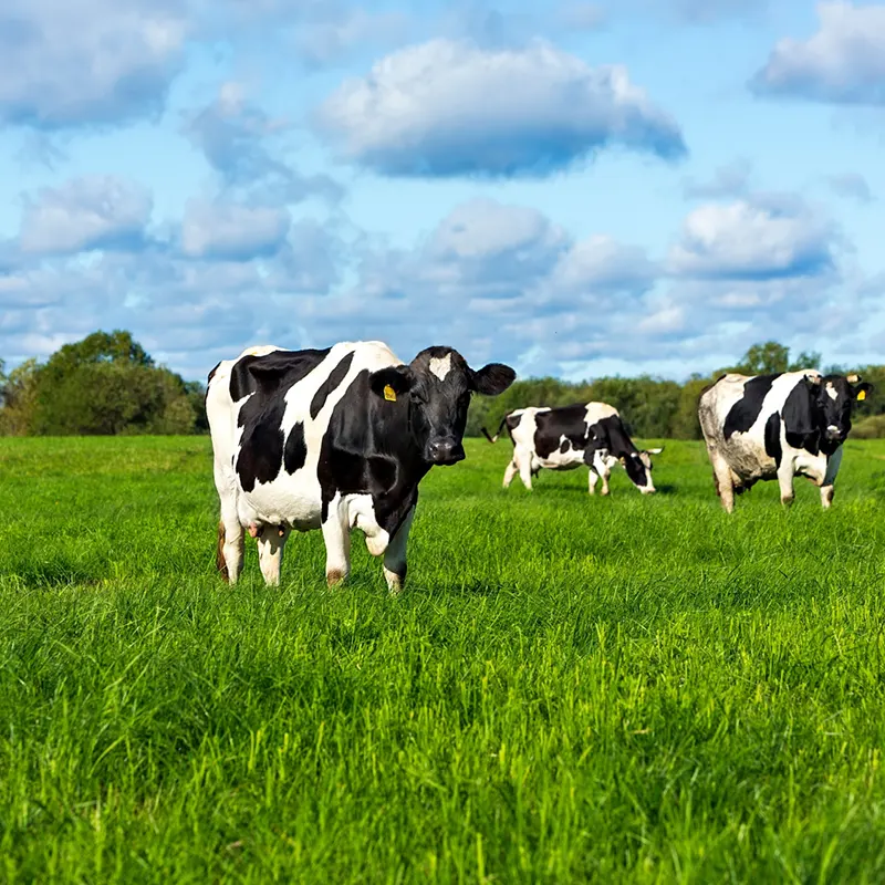 Homegrown Forage products