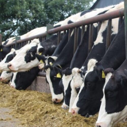 Hoofcare Package - Biotin