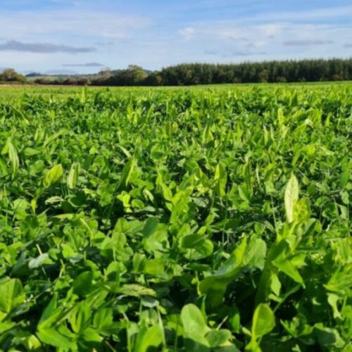 Multi-species swards