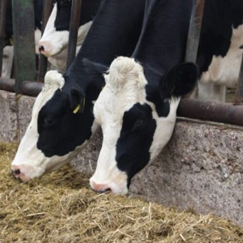 OptiMin Dairy P-Extra