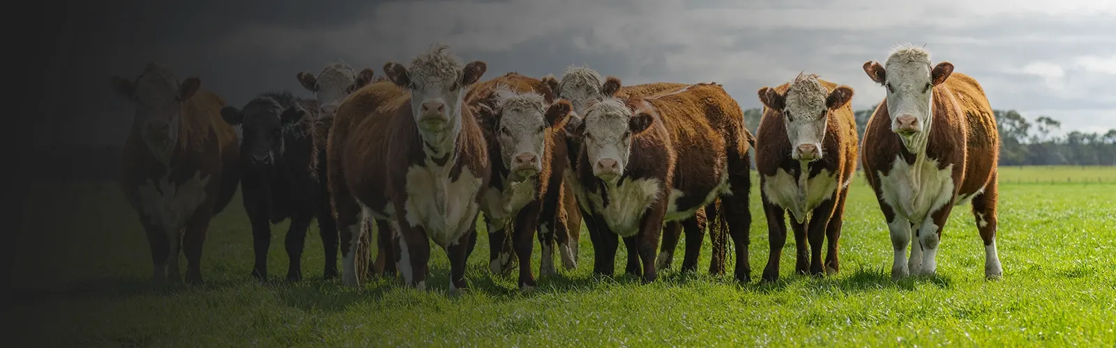 rumen health