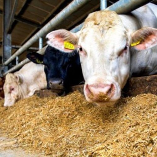 sn beef elite for finishing cattle