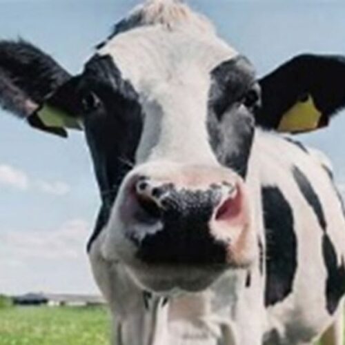 SN Dairy Cow Special