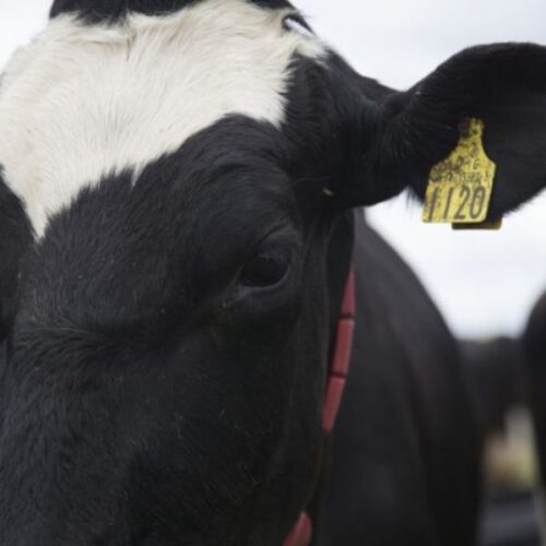 SN DAIRY ELITE is an excellent dairy mineral