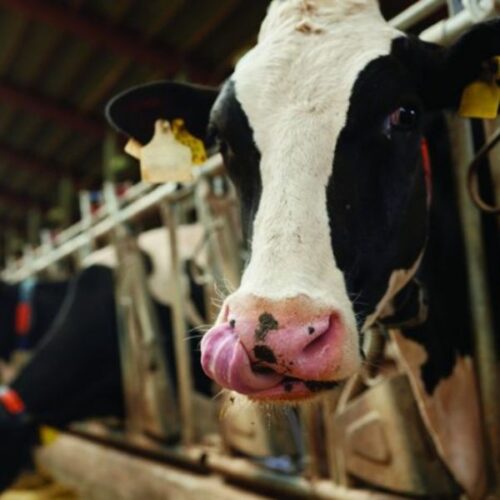 Dry Cow Special minerals