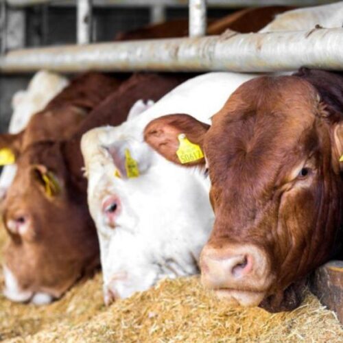 intensive beef mineral