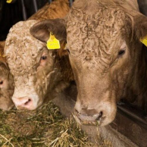 SN Special Booster Beef mineral is the very best mineral for fattening cattle