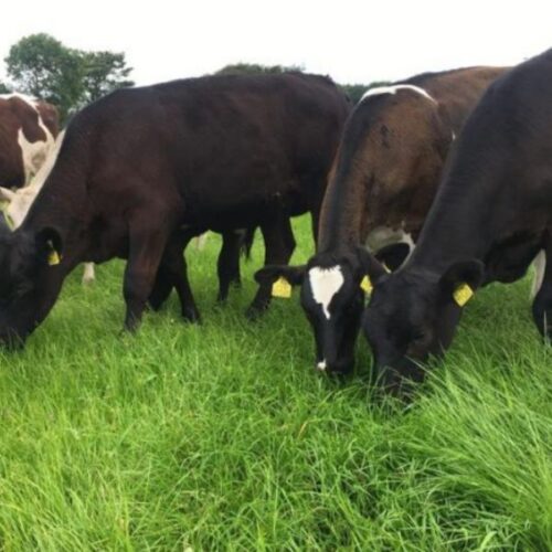 Specialist Cut and Graze