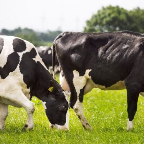 Specialist Grazer HVS grass mixture