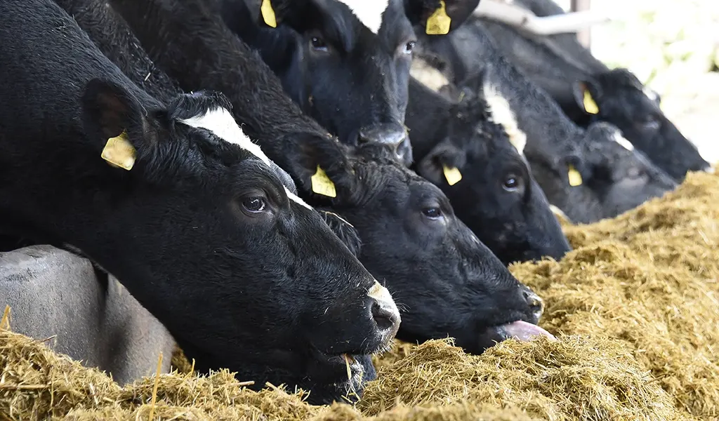 Winter Diets for Dairy and Beef Herds in Ireland