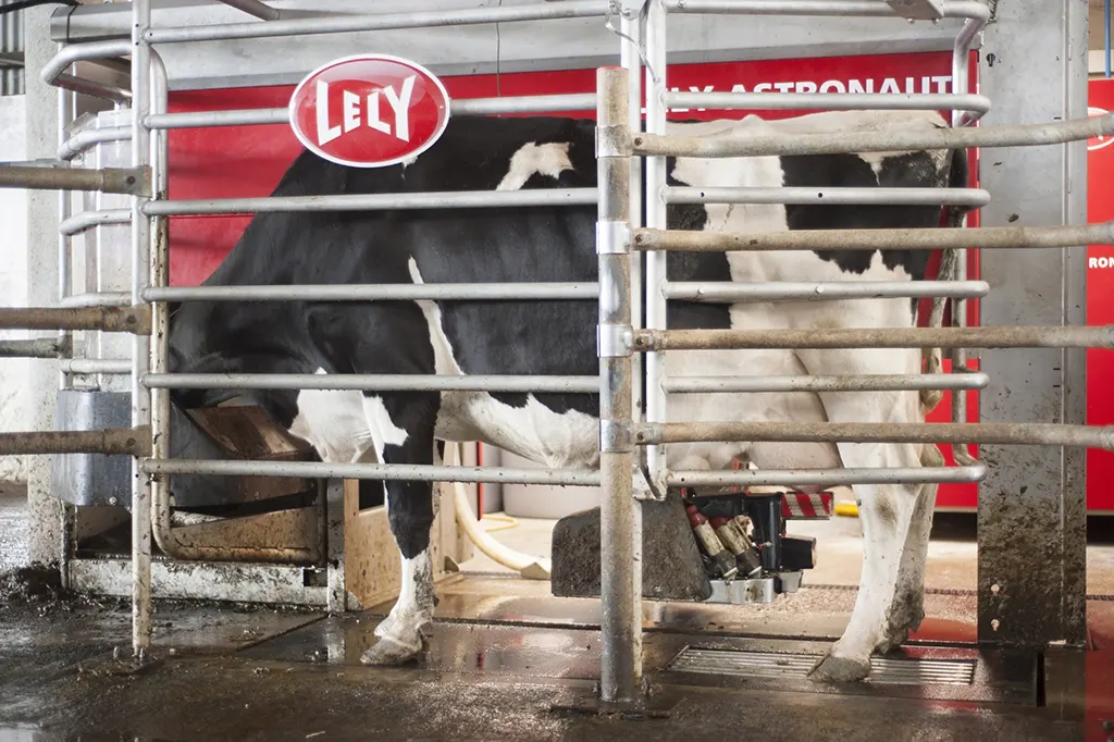 john-tripple-booster-success-story-cow triple booster