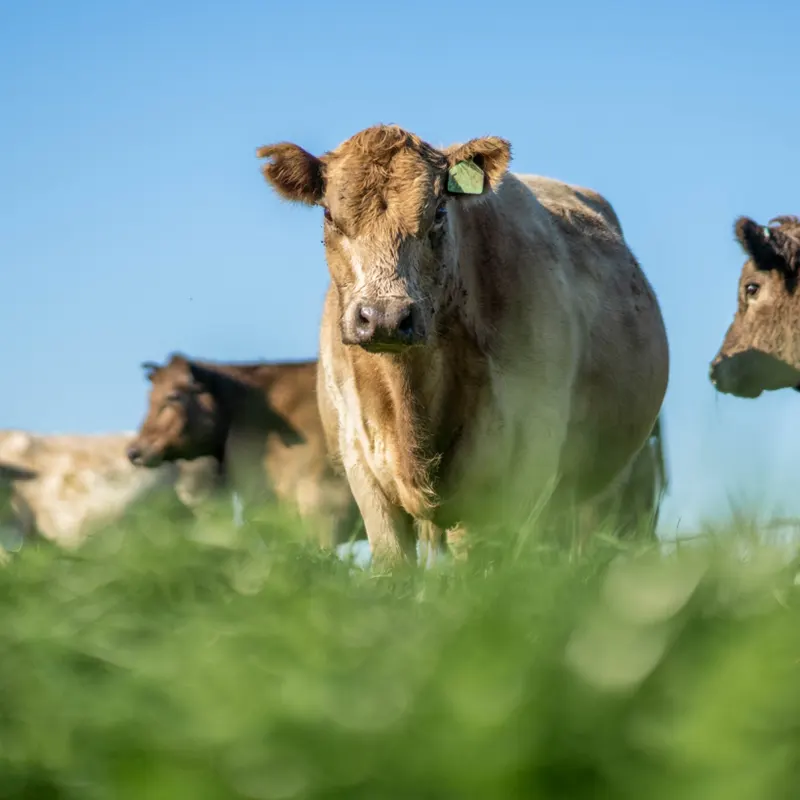 Beef-cow-minerals high-performance beef supplements and advice