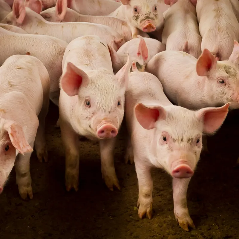 pig Supplements & Minerals