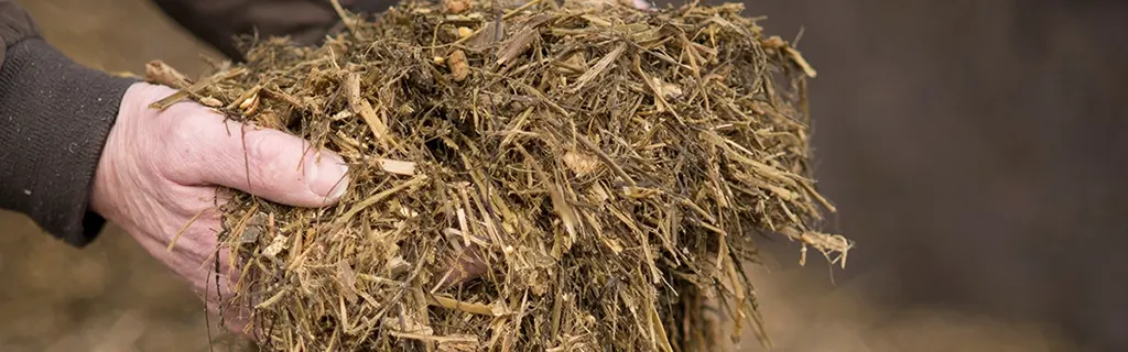 Getting the Best Return from Second-Cut Silage