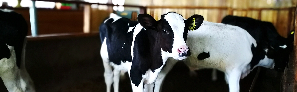 Calving pen with newborn calf receiving first colostrum on a well-prepared Irish farm