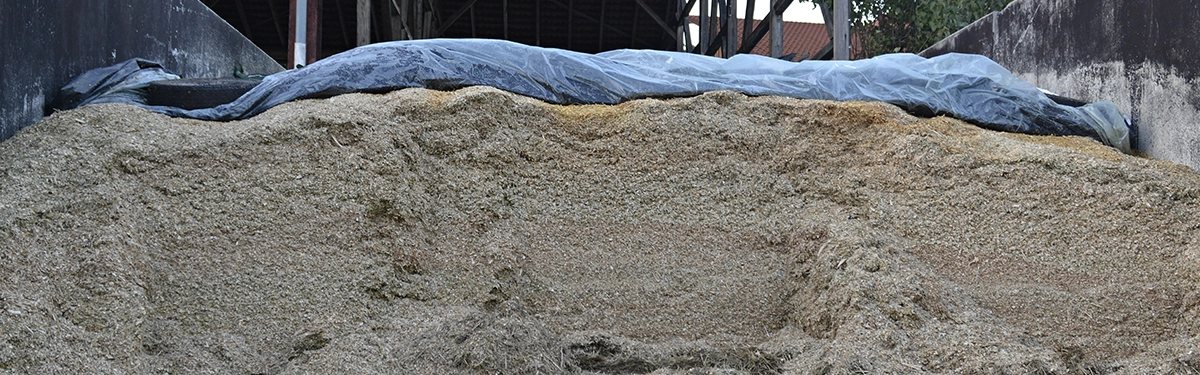 Farmer checking silage stocks in winter as part of feed budgeting plan.