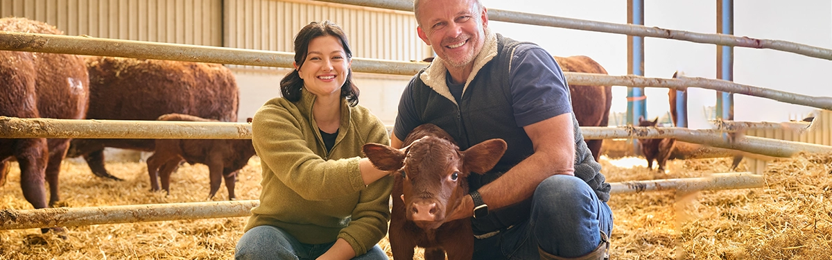 Calf resting in clean, well-bedded individual pen on a dairy farm