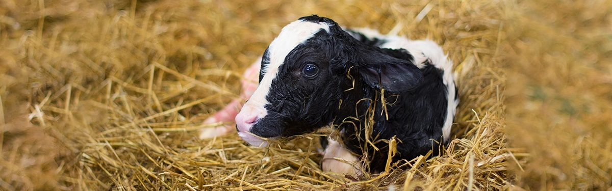 Safe calf transport in clean conditions to protect newborn health